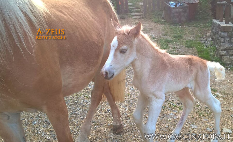 haflinger