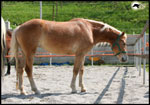 cavallo haflinger