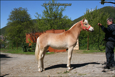 vendita haflinger