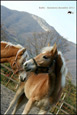 vendita haflinger