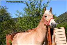 vendita haflinger