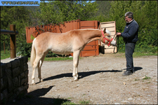 vendita haflinger