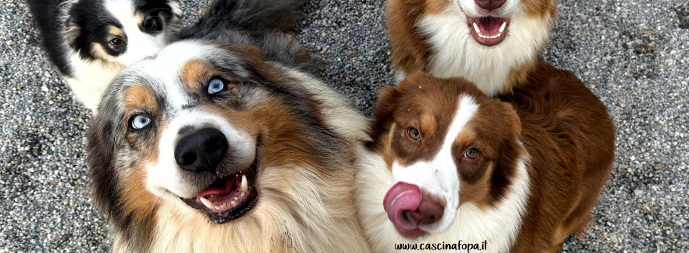 allevamento australian shepherd