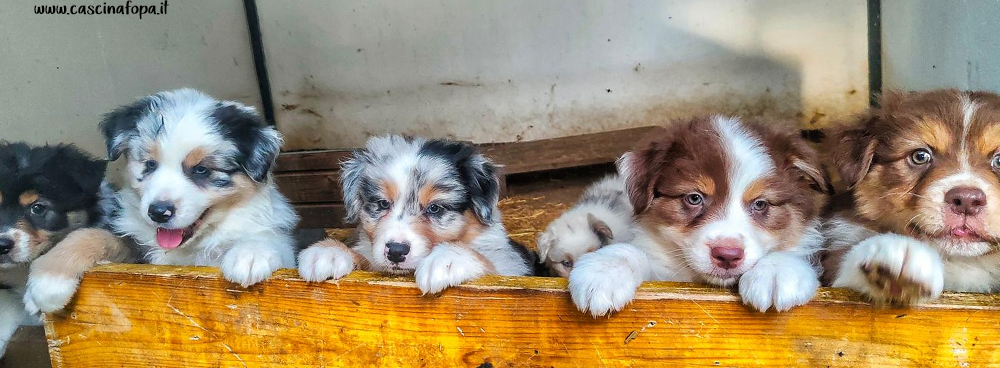 cuccioli australian shepherd