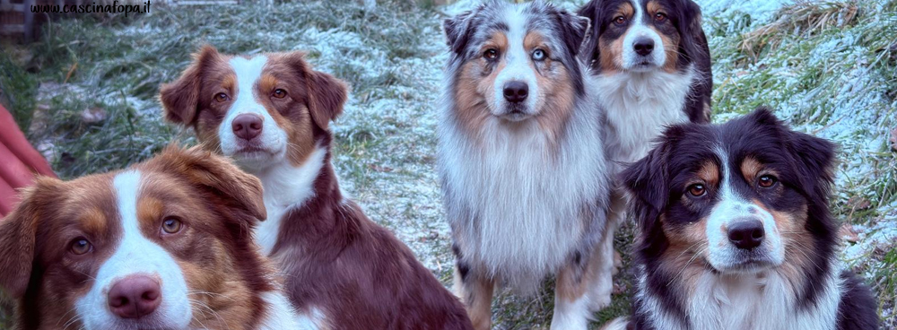 cucciolo blumerle occhi azzuri