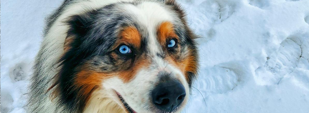 cucciola redmerle