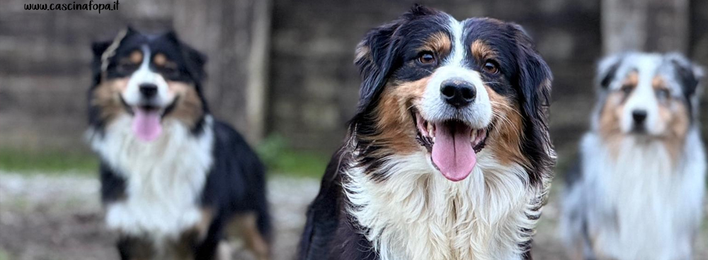 cane da pastore australiano