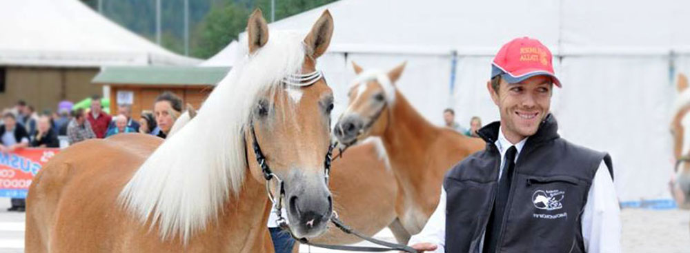 cavallo haflinger