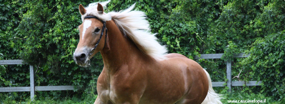 puledra in vendita haflinger