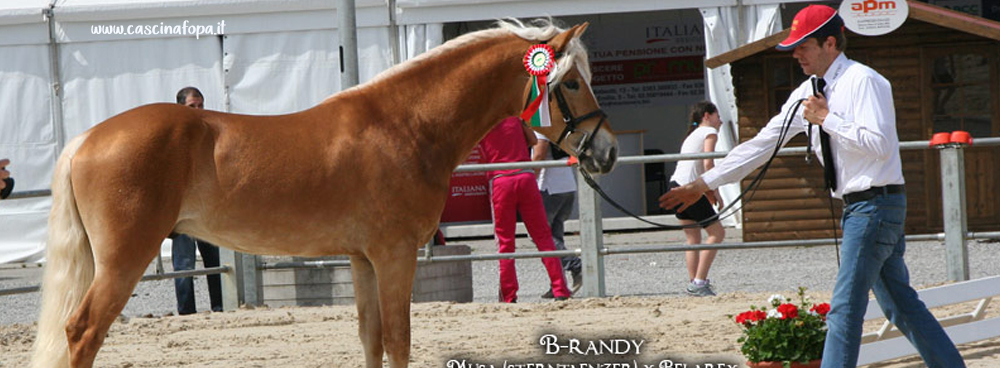 puledro haflinger