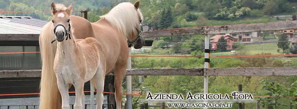 avelignese haflinger