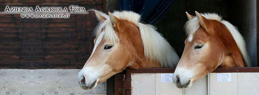 cavalli haflinger