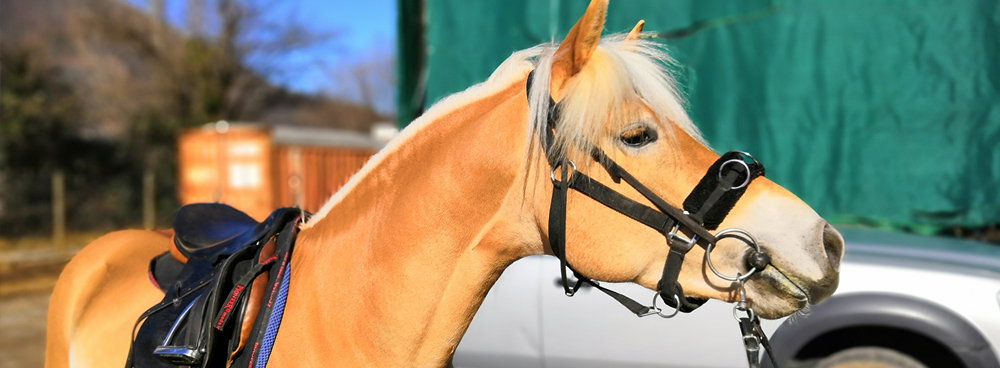 allevamentihaflinger