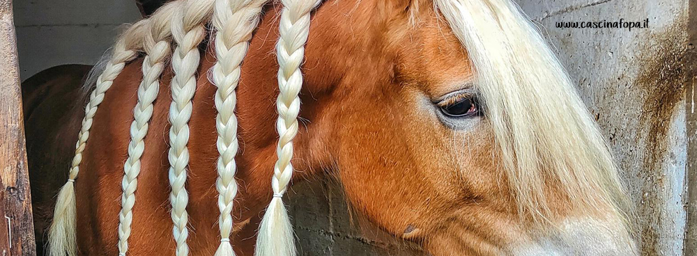 haflinger genealogia