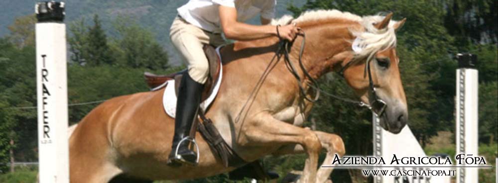 haflinger competizione