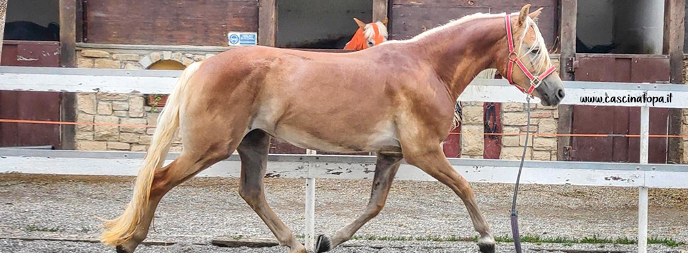 haflinger da sella inglese