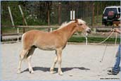 vendita haflinger