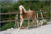 vendita haflinger stalloncino