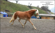 vendita haflinger stalloncino