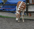 vendita haflinger