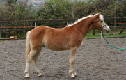 vendita haflinger