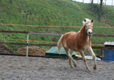 vendita haflinger