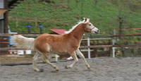 vendita haflinger