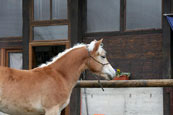 vendita haflinger