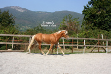 vendita haflinger