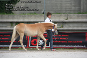 vendita haflinger