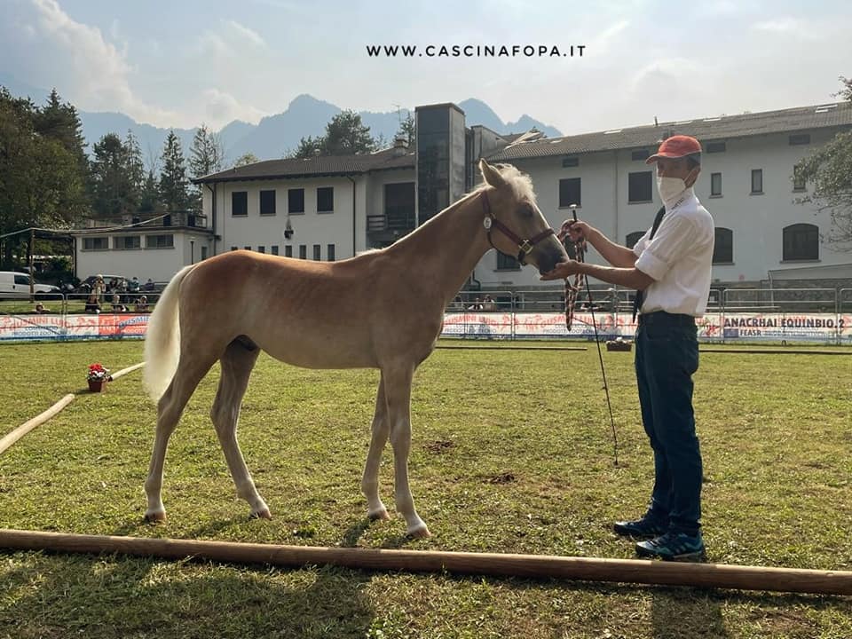 puledro haflinger in vendita