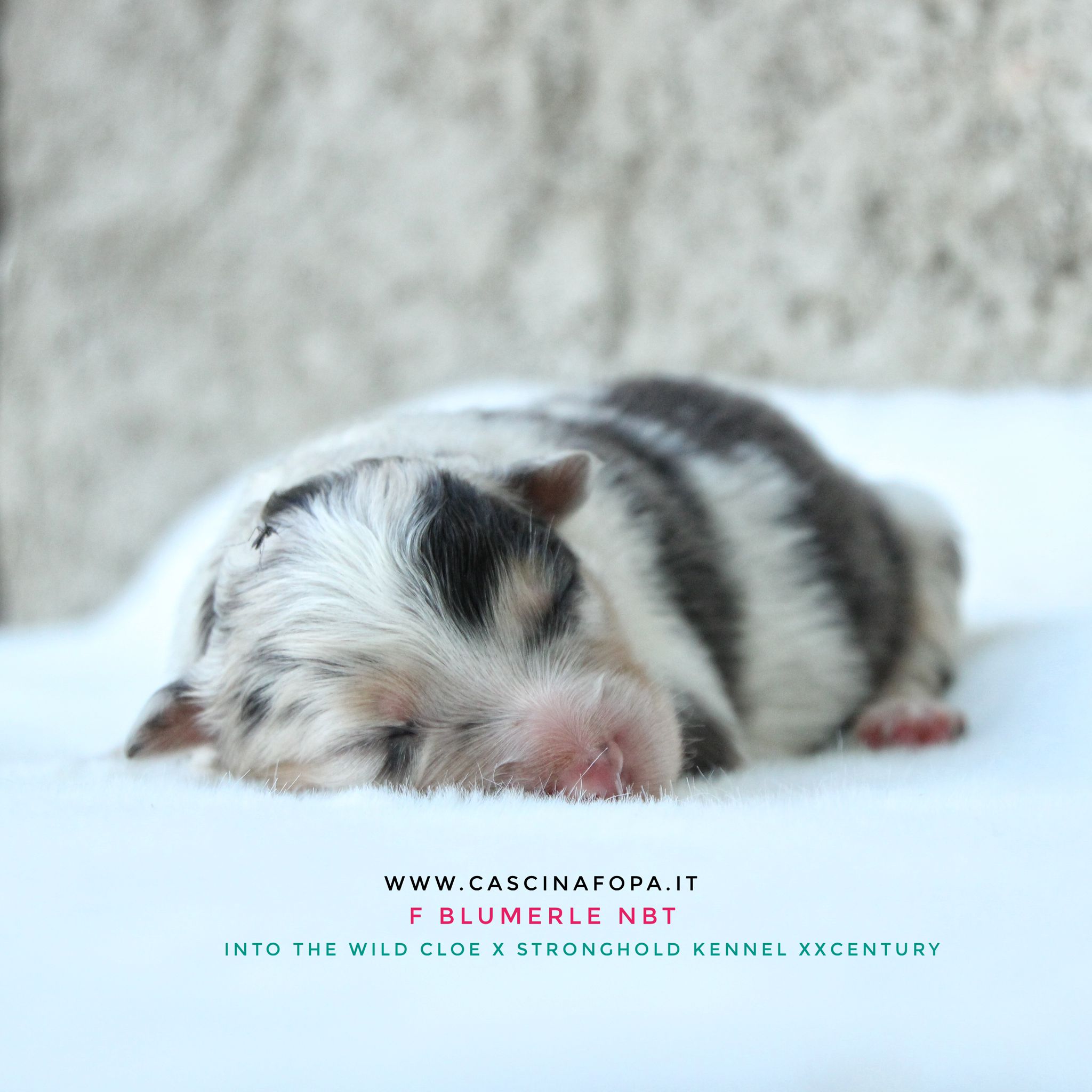 australian shepherd redmerle
