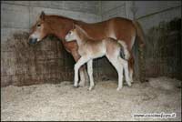 allevamento cavalli haflinger