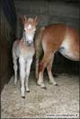 allevamento cavalli haflinger