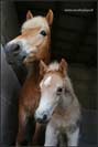 allevamento cavalli haflinger