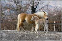 allevamento cavalli haflinger