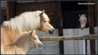 allevamento cavalli haflinger